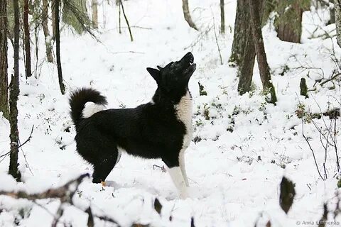 М рел