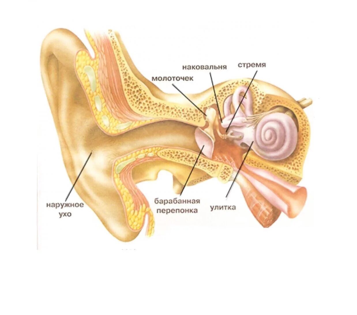 Барабанная перепонка строение уха. Ушная барабанная перепонка. Строение уха перепонка. Молоточек анатомия среднее ухо. Слуховой аппарат внутреннего уха
