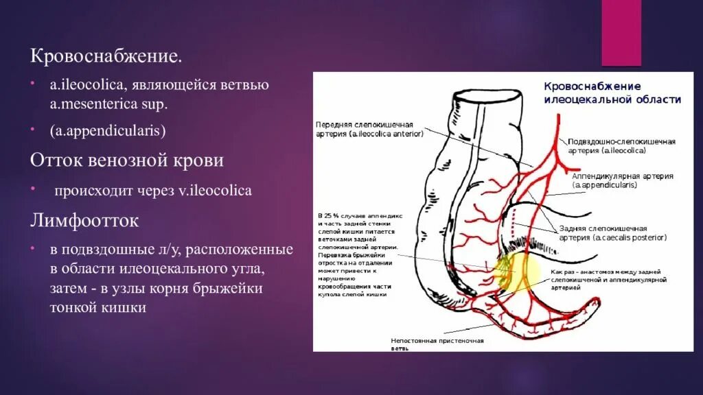 Слепая и подвздошная кишка. Кровоснабжение червеобразного отростка анатомия. Кровоснабжение и иннервация червеобразного отростка. Анатомия аппендикса кровоснабжение. Кровоснабжение тонкой кишки.