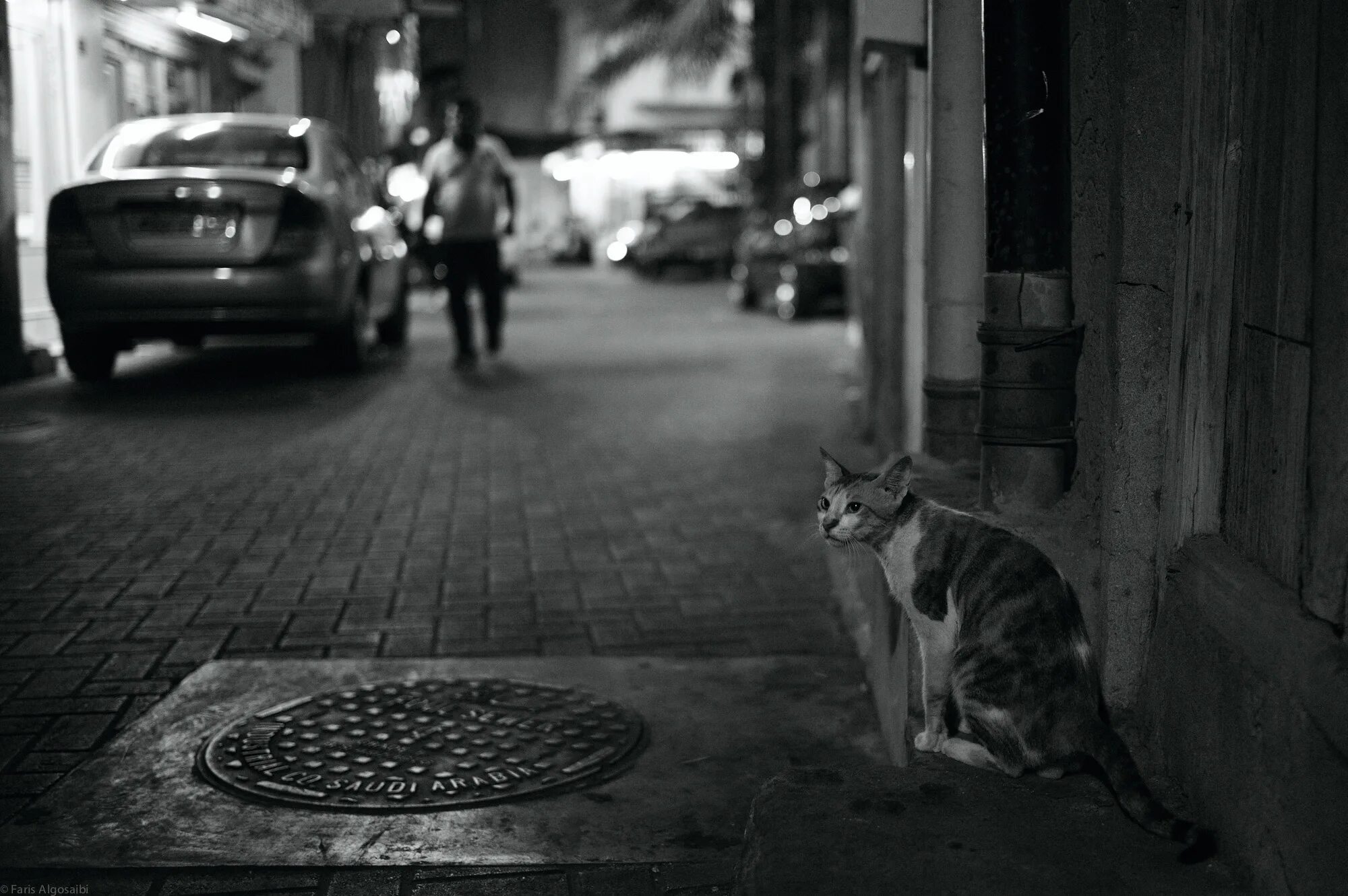 Переулок с кошками. Кот фары. Кошки на улице фото. Hello street cat live