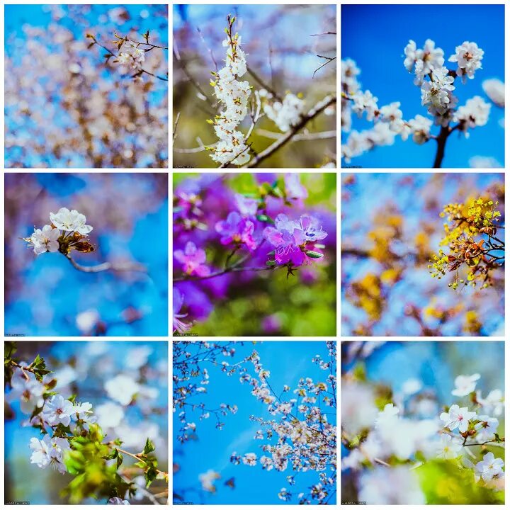 весна подснежники первоцветы. нужный весенний. весна нежность любовь. нужный весенний. солнечного весеннего утра.