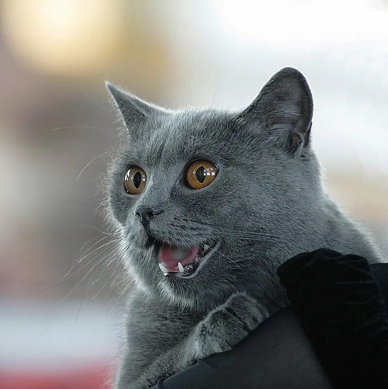 Пятница коты. Кот удивляется. Удивленный серый кот. Серый прикольный кот.