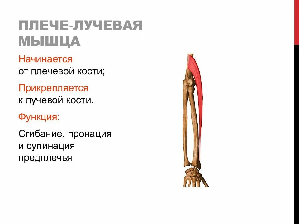 Мышцы вращатели анатомия. Брахиорадиалис мышца анатомия. Лучевая кость мышцы. Длинный лучевой разгибатель запястья мышца. Лучевой сгибатель запястья m.