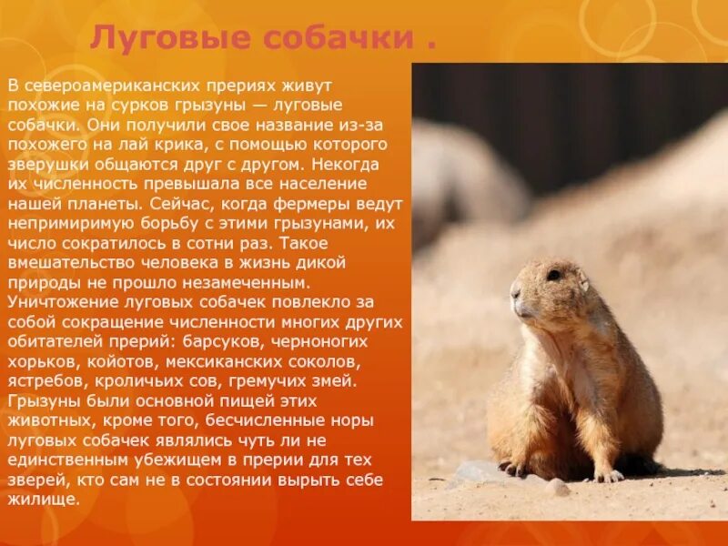 Животное луга сообщение 4 класс. Сообщение на тему луговые животные. интересные факты о сусликах. сообщение о луговой собачке. сообщение о луговых животных.