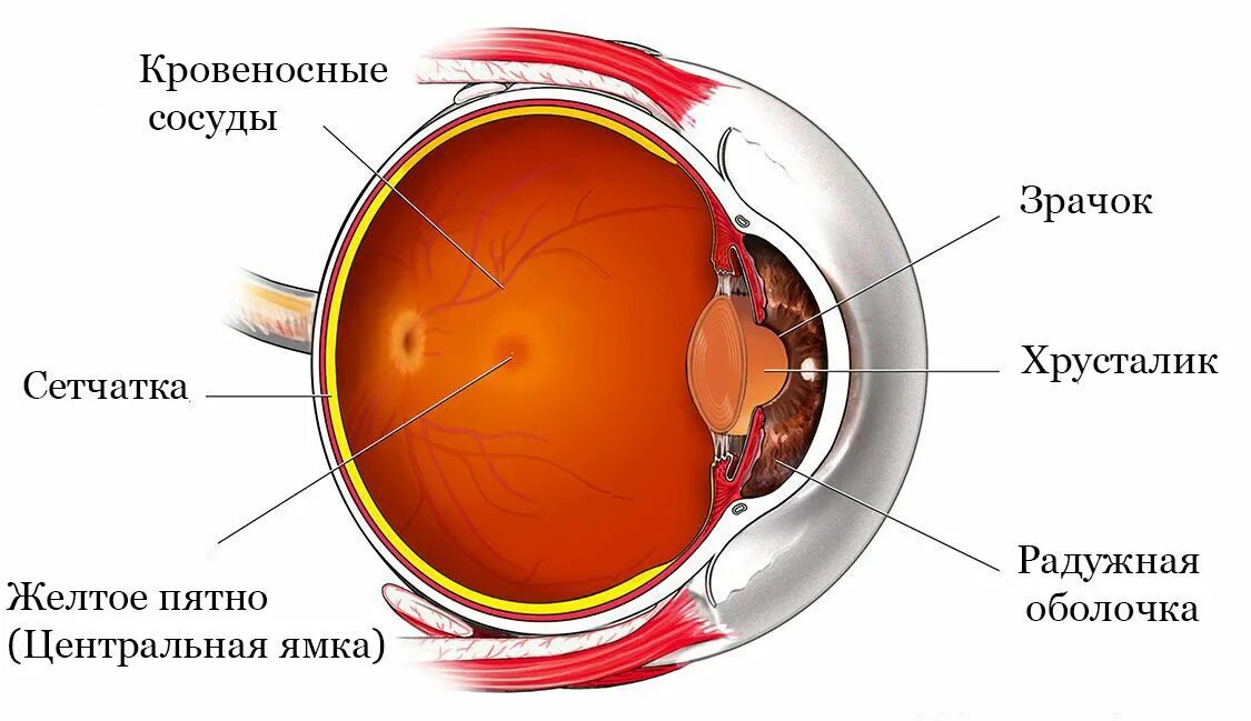 Строение желтого пятна сетчатки. Строение глаза Центральная ямка анатомия. Строение глаза анатомия сетчатка желтое пятно. Центральная ямка сетчатки глаза.