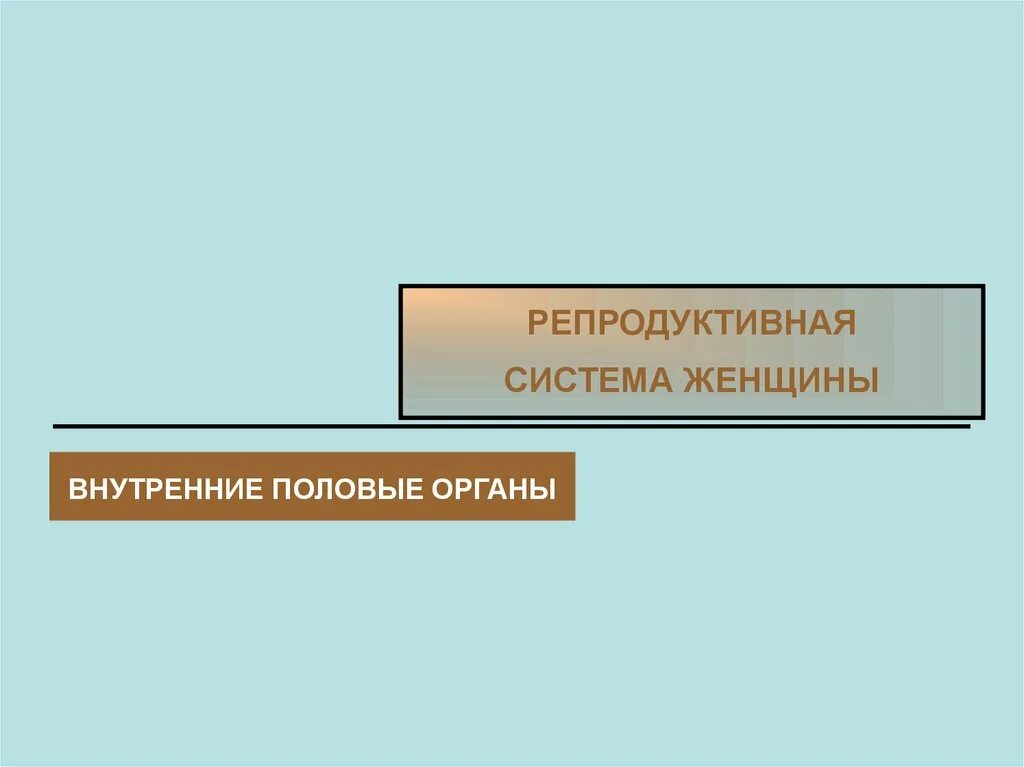 Репродуктивная система мужчины. Репродуктивная система мужчины наружные. Наружная репродуктивная система женщины наружные органы. Наружные и внутренние половые органы мужчины. Женские половые органы снаружи