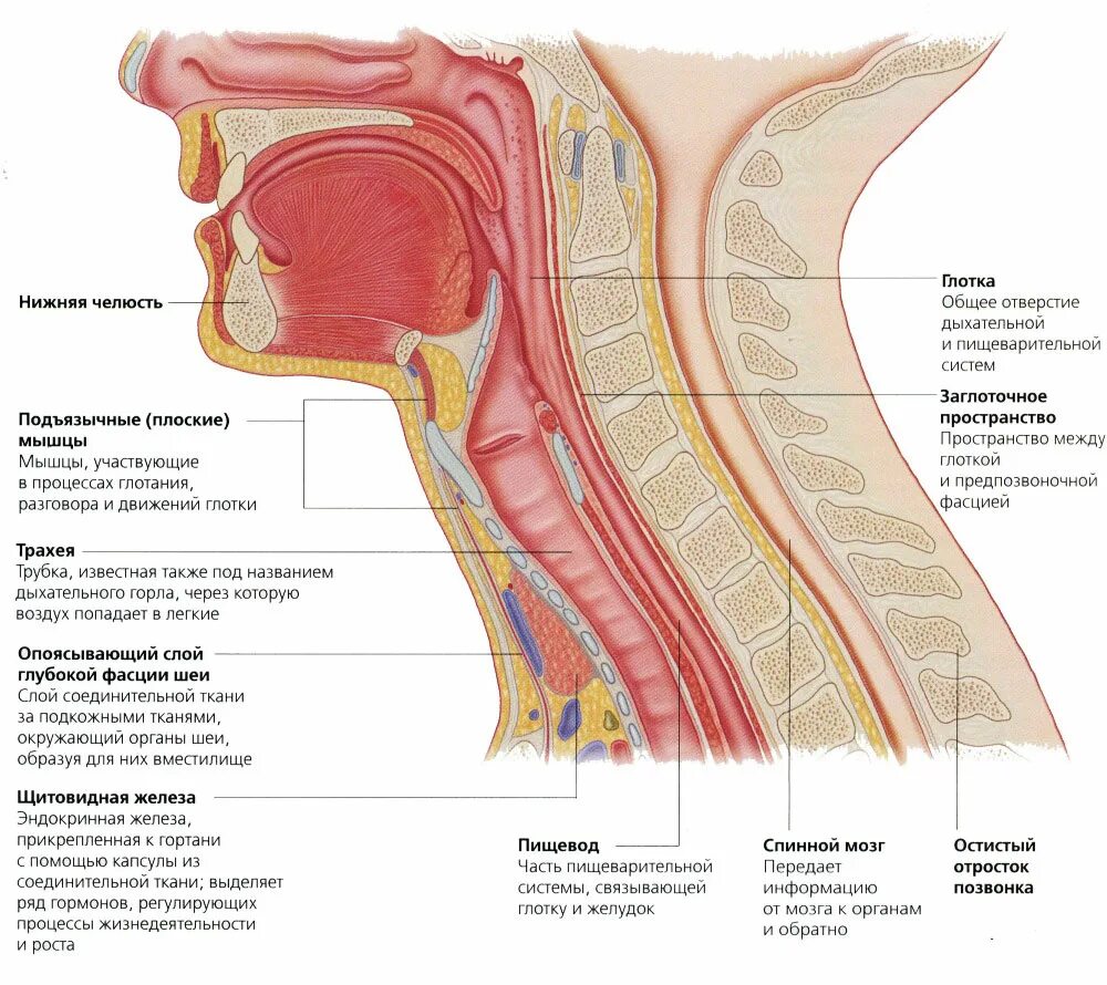 Spatium retropharyngeum. Внутреннее строение шеи. Строение шеи и горла спереди у мужчин. Строение шеи и горла сбоку. Строение мягких тканей шеи человека.