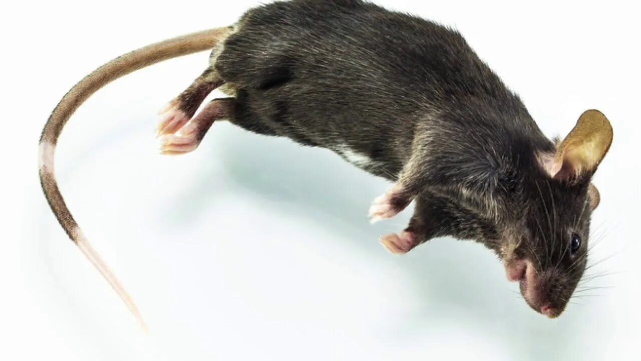 Срывается мышь