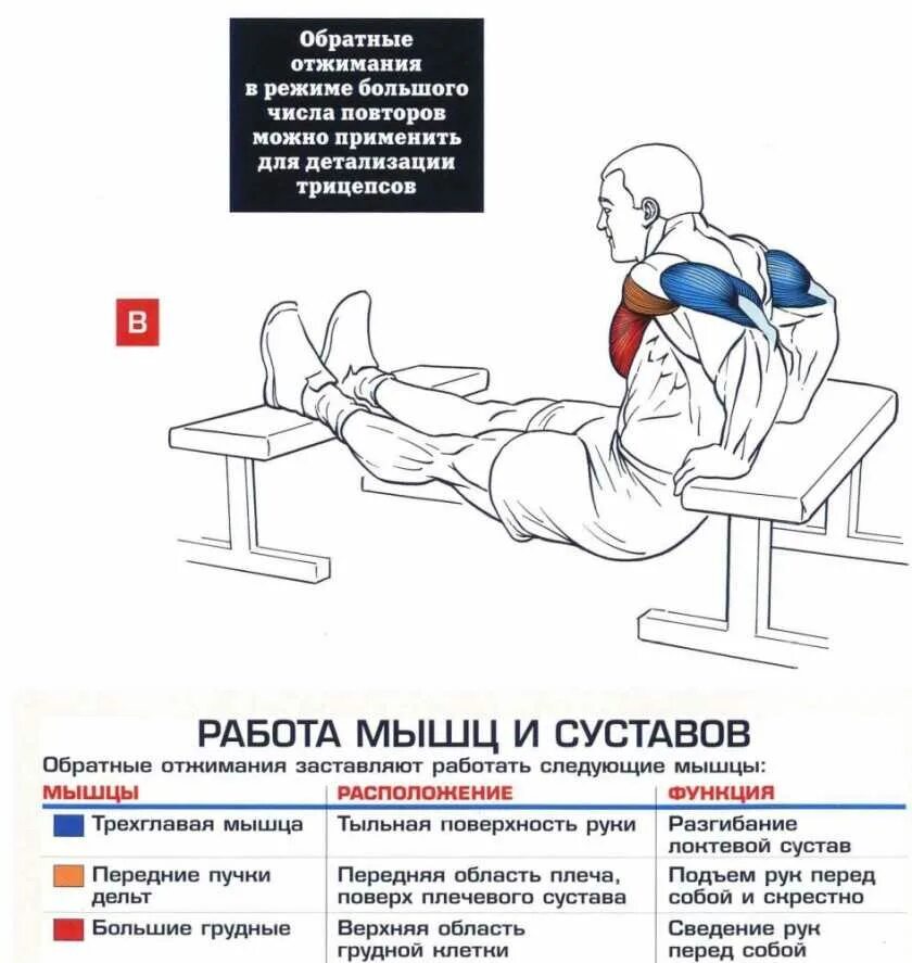 выпады схема тренировок. планка упражнение мышцы задействованные. мышцы задействованные при упражнениях. упор лежа сзади мышцы. приседание плие с гантелей для девушек.