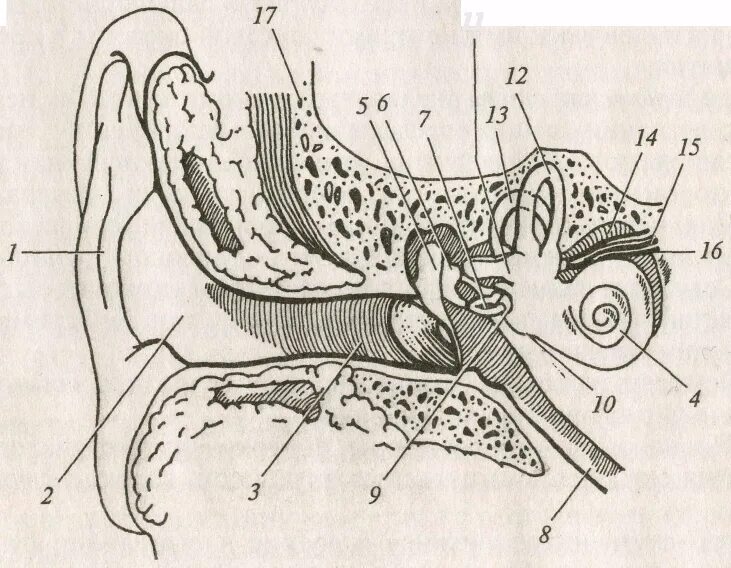 Строение слухового органа человека. Строение уха рис 139. Строение слухового анализатора без подписей. Слуховой анализатор строение уха 8 класс. Строение уха человека чб.