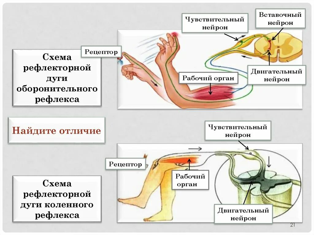 Двигательные рефлексы человека. Двигательный Нейрон дуги коленного рефлекса. Рефлекторная дуга Рецептор чувствительный Нейрон. Строение рефлекторной дуги двигательный Нейрон. Чувствительный Нейрон коленного рефлекса.