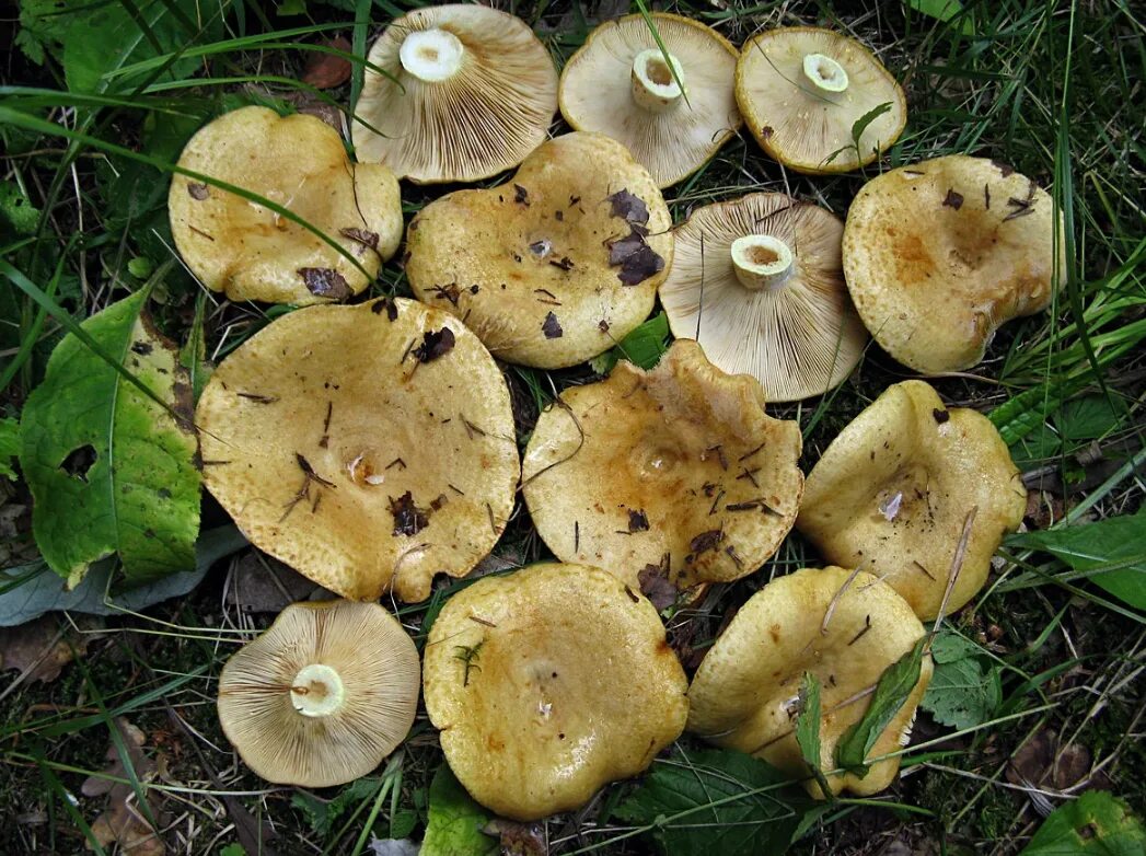 Грибы грузди большие. Груздь жёлтый Lactarius scrobiculatus. Пластинчатые грибы грузди. Правский груздь. Подгруздок частопластинчатый.