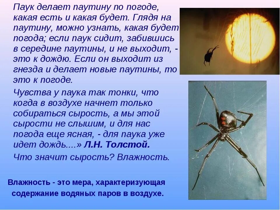 Как полук делает Полутину. Изьчего паук делает паутину. Паук плетет. Стихотворение про паучка.