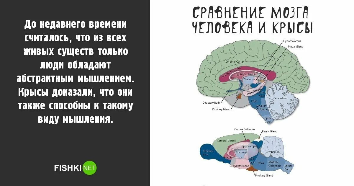 Социальное мышление крыс. Интересные факты о мозге. Интересные факты о мозге человека. Интересные факты о мозге человека для детей. 10 Интересных фактов о мозге человека.