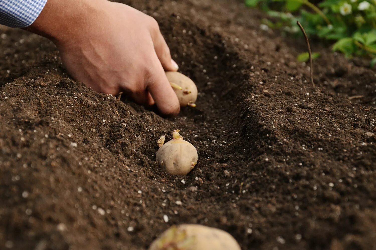 Когда сажать картофель в грунт. Посадка картофеля. Сажание картошки. Посев картошки. Сажать картошку.