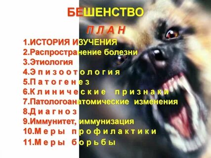 Бешеная собака читать