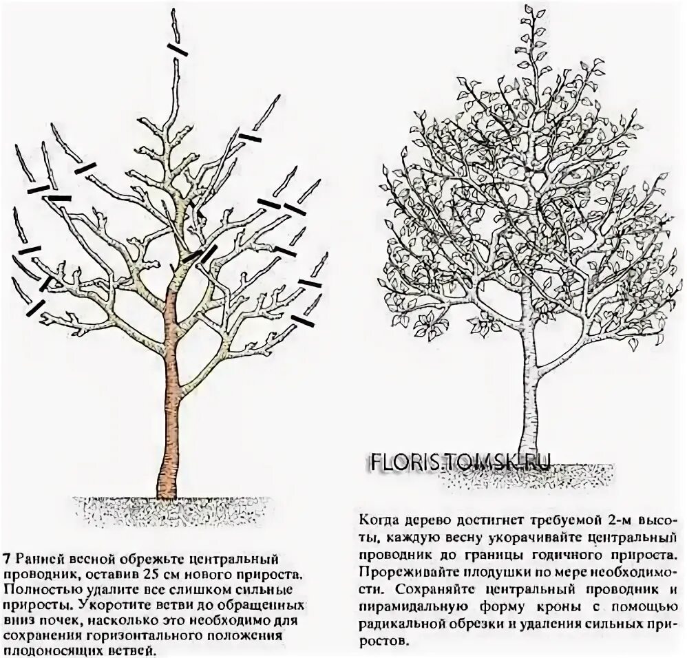 Как подрезать грушу весной