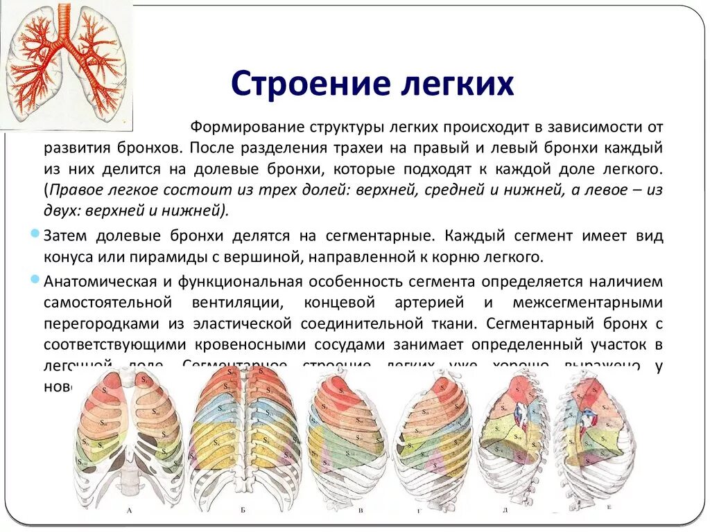 Легкие функции анатомия. Легкое строение и функции. Легкие анатомия кратко. Анатомия легких краток. Легкие значение кратко