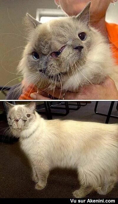 Кошка 2 головы