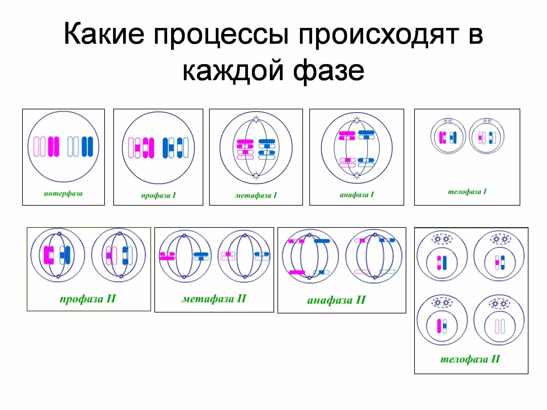 Механизм мейоза 1. Мейоз по фазам. Интерфаза мейоза схема. Интерфаза и первое деление мейоза.