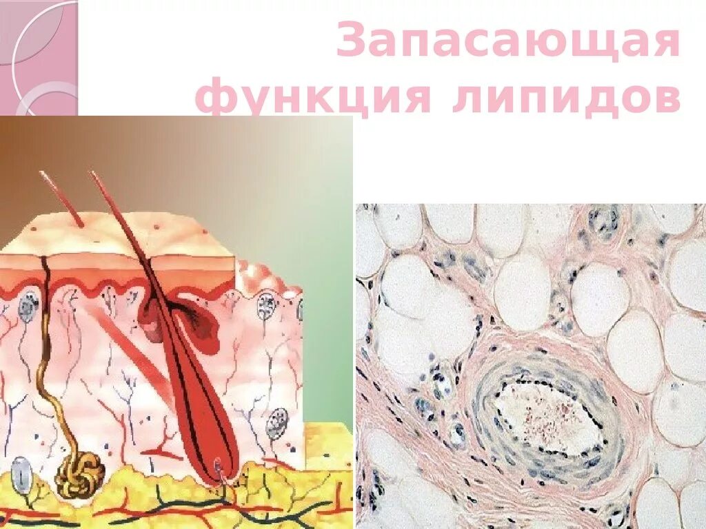 Липиды, углеводы - биология, презентации