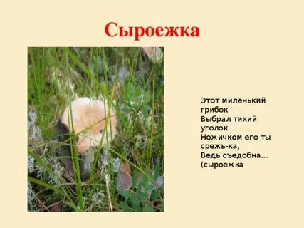 Изложение сыроежка