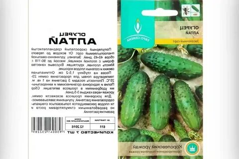 Огурцы сорта для открытого грунта