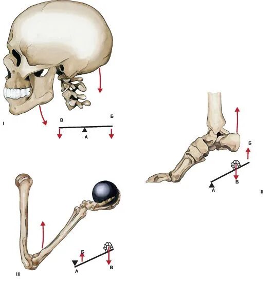 2 рычаг в скелете человека. Рычаг 2 рода в биомеханике. Рычаги мышц анатомия. Действие мышц на костные рычаги в биомеханике. Рычаги первого и второго рода анатомия.