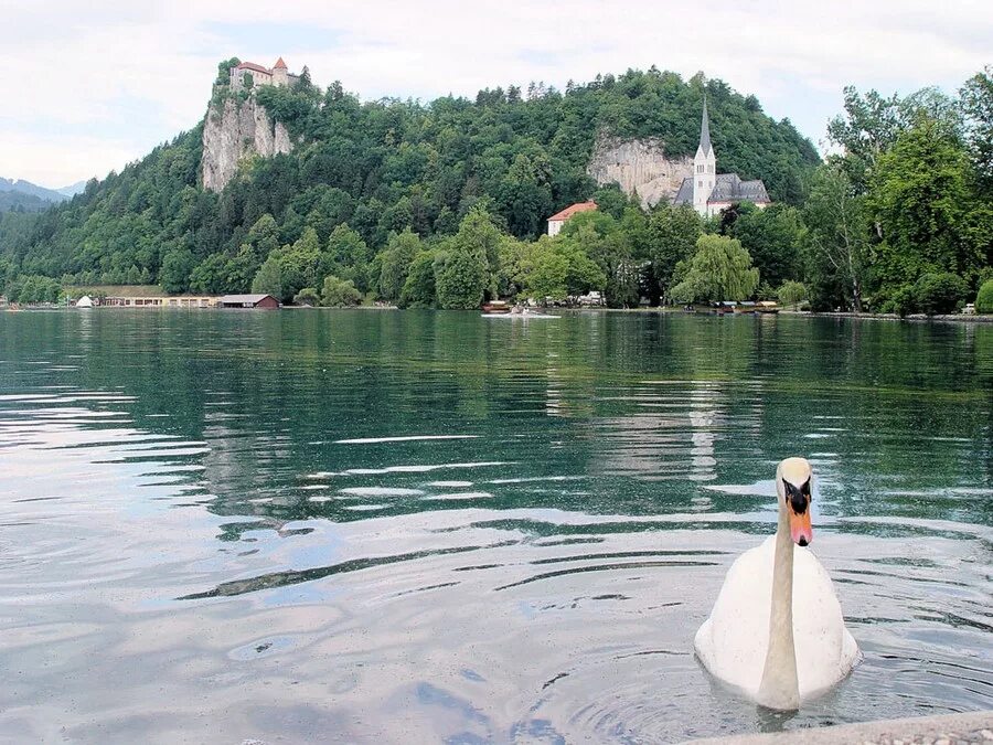 Озеро Блед Словения. Блейское озеро Словения. Словения озеро Блед пляж. Озеро Блед Словения фото. Озеро в центре острова