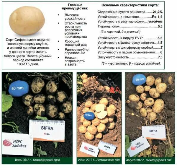 HH_Potato_Desiree-1.jpg - Harvesting History
