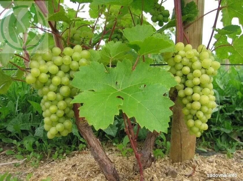 Crystal grape