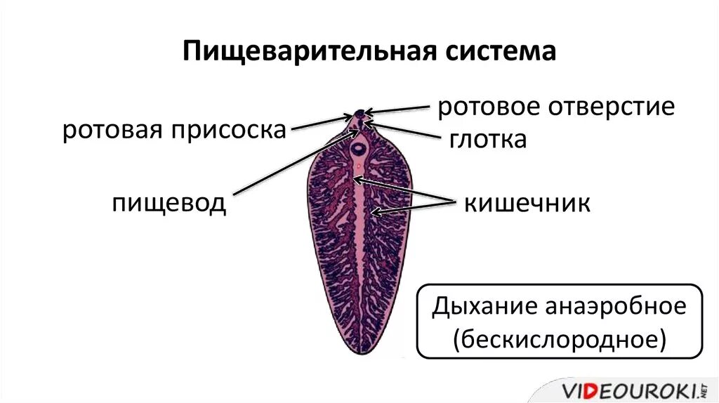 Строение пищеварительной системы печеночного сосальщика. Пищеварительная система печеночного сосальщика схема. Внешнее строение печеночного сосальщика. Строение пищеварительной системы сосальщиков. Выделение сосальщиков