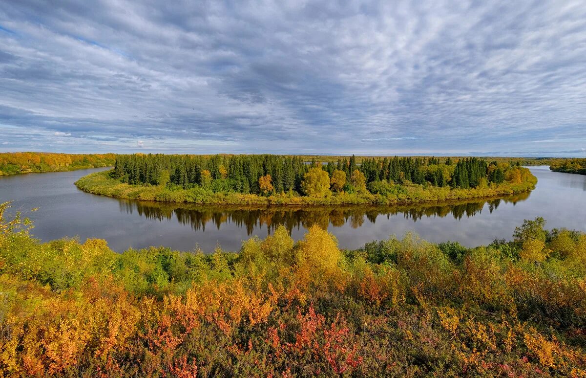 Северный березки