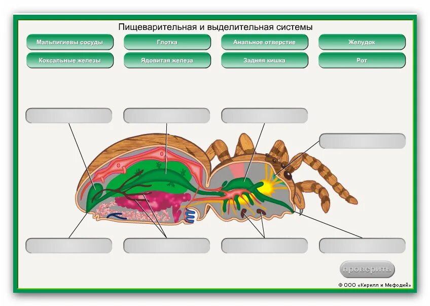 Биология паукообразные тест. Членистоногие паук строение. Строение членистоногих насекомых. Внешнее строение членистоногих. Членистоногие внутреннее строение.