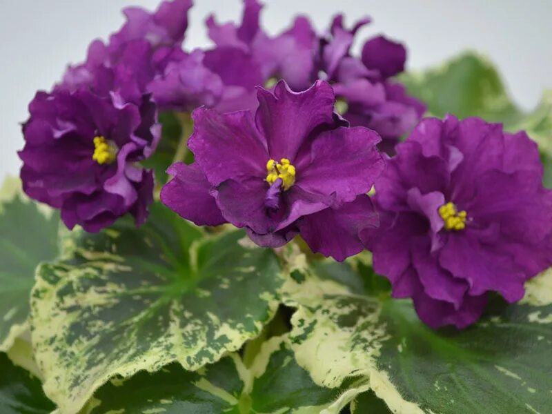 Фиалки сорта нк. Фиалка нк тирский пурпур. Нк водограй фиалка. Нк-камелот фиалка. Сорт фиалки жюль верн.