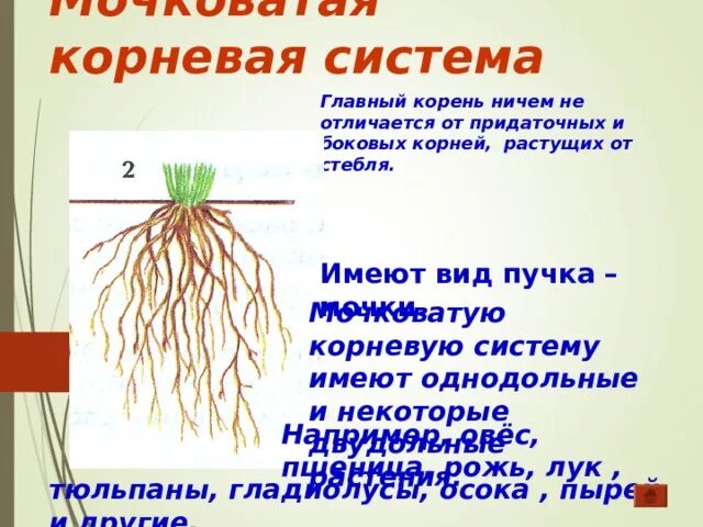 Растений имеют мочковатую корневую систему. Мочковатая система у двудольных. Томат мочковатая корневая система. Мочковатую корневую систему имеет. Пшеница корень мочковатый.