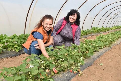 Любители овощеводы
