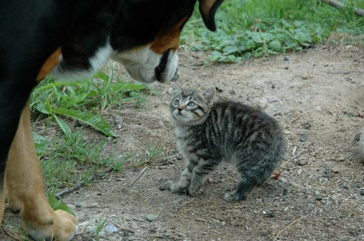 Нападение кота. Кот нападает. Котенок напал на собаку. Кот пугает собаку.