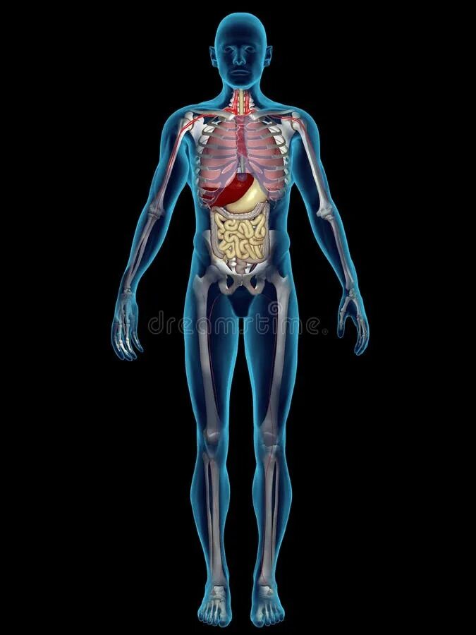 В полный рост внутреннее. Человек в полный рост анатомия. Человек с органами в полный рост. Тело человека анатомия.