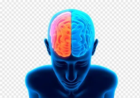 Brains look