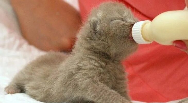 Искусственное вскармливание котят. Соска для маленьких котят. Котенок с сосочкой. Вскармливание новорожденных котят.