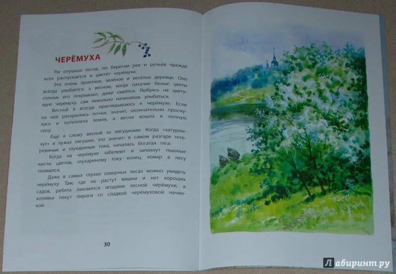 Черемухи цвет брусникины рассказы глава 7