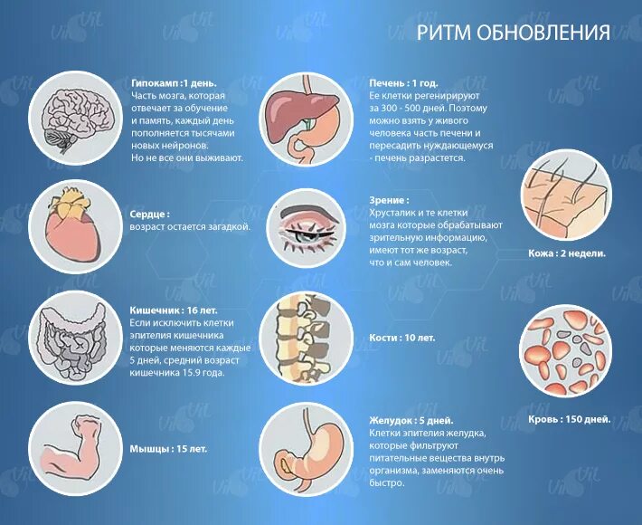 Организм полностью восстанавливается. Обновление клеток в организме человека. Обновление клеток в организме человека сроки. Сроки обновления клеток организма. Ритм обновления клеток.