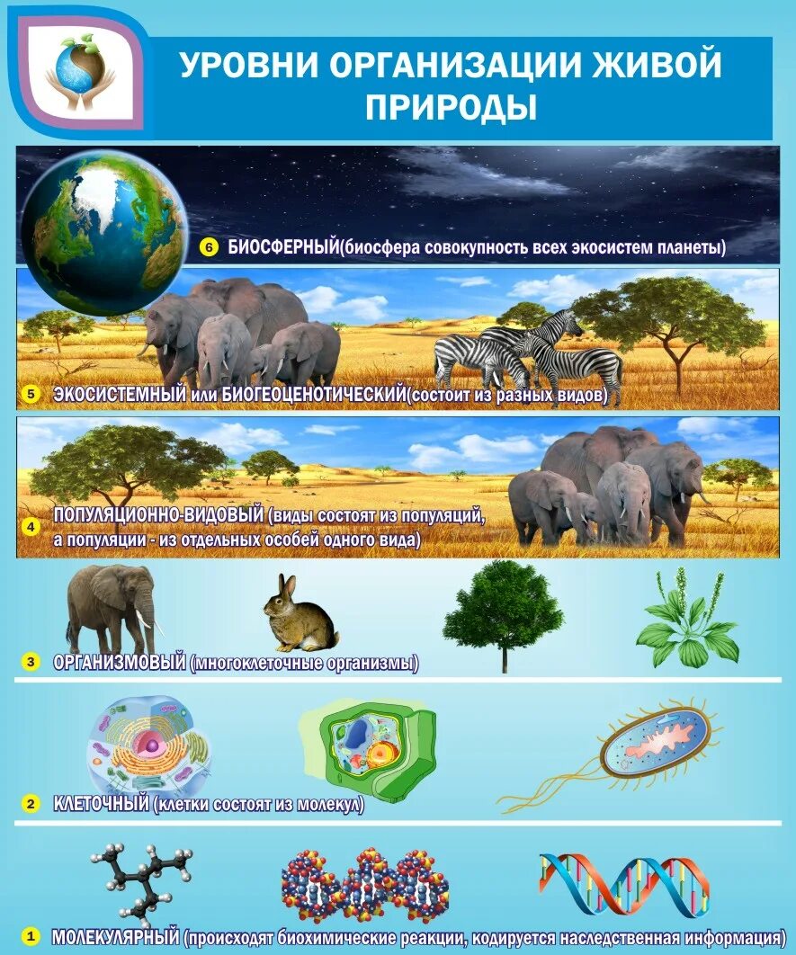 Уровни организации живых систем на земле. Уровни организации живой природы Экосистемный. Уровни организации живой природы таблица Экосистемный. Стенды для кабинета биологии уровни организации живой природы. Уровни организации живой природы биология.