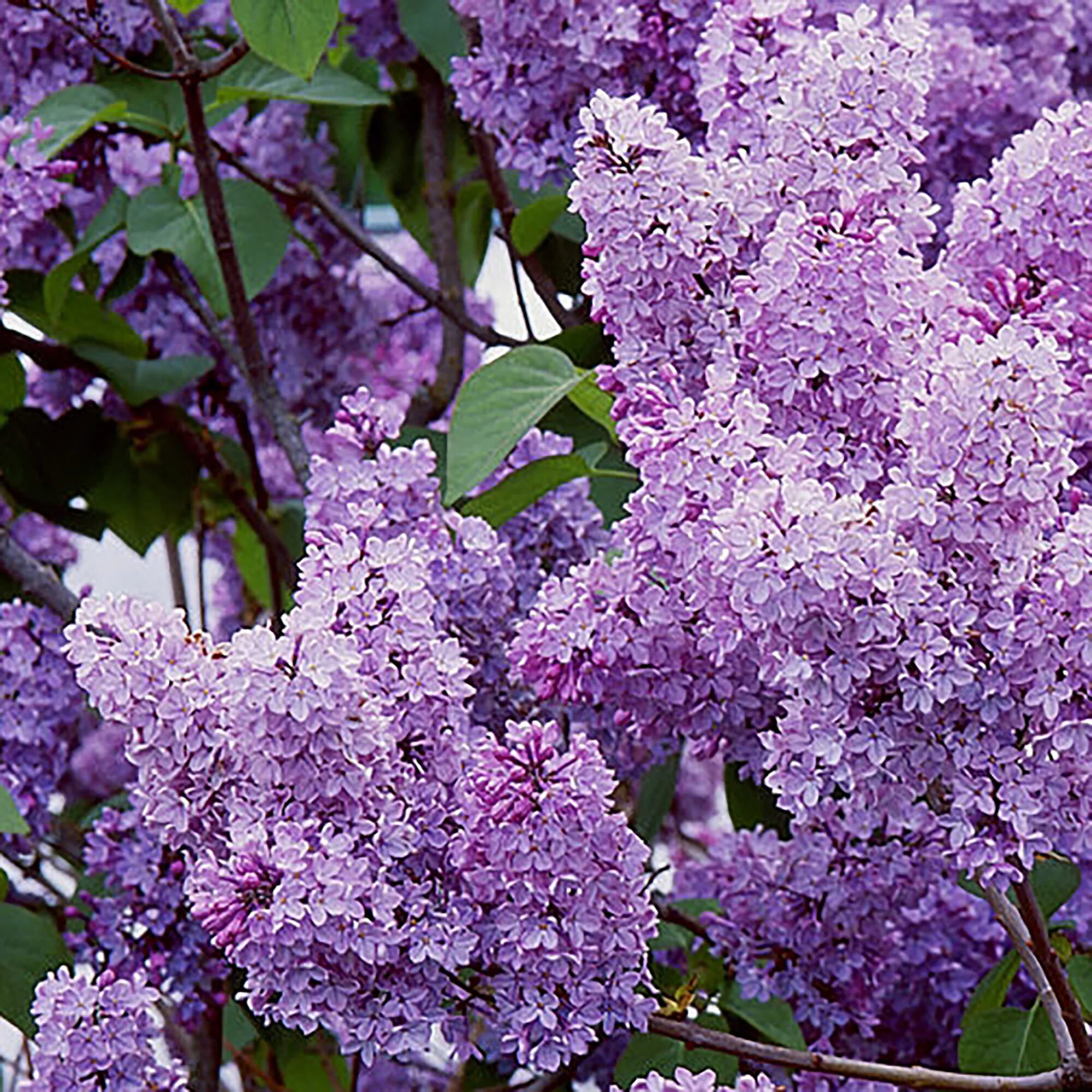 Когда начинает расти сирень. Сирень Syringa vulgaris. Сирень обыкновенная (Syringa vulgaris).