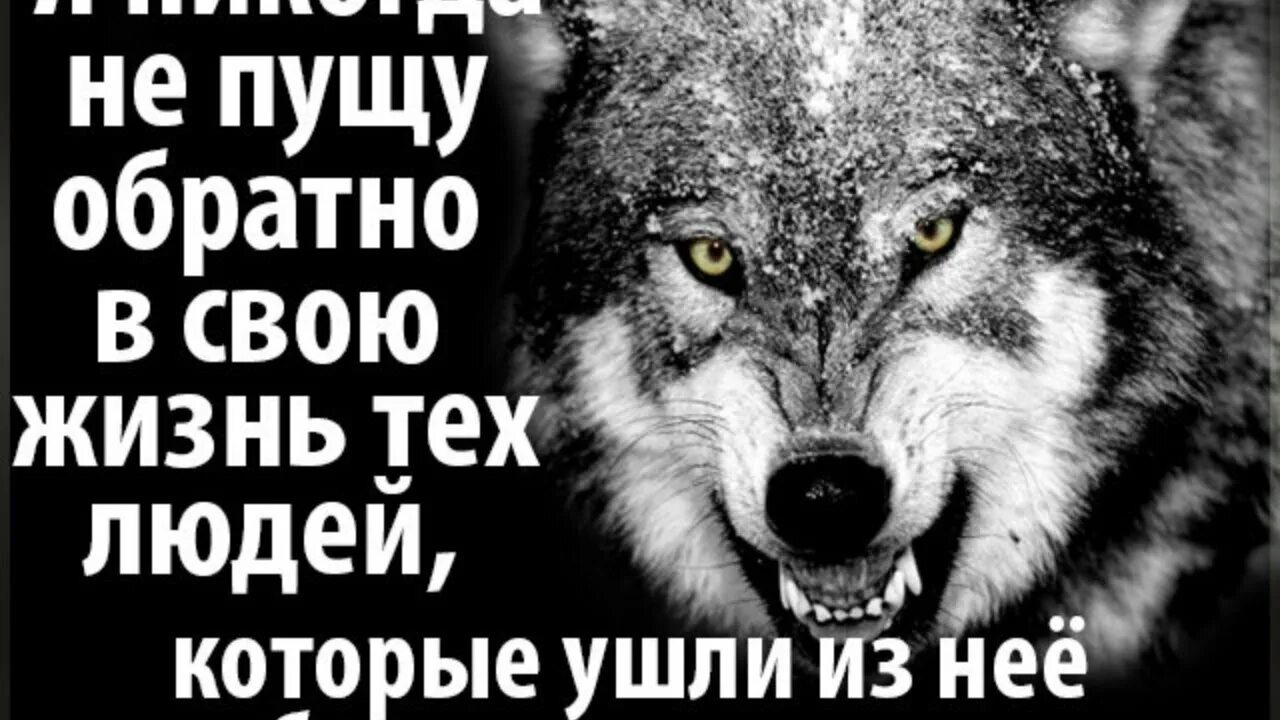 Никогда в жизни читать. Статусы с волками. Я не пущу обратно в свою жизнь тех людей. Статусы про Волков со смыслом. Спасибо тем кто ушел из моей жизни.