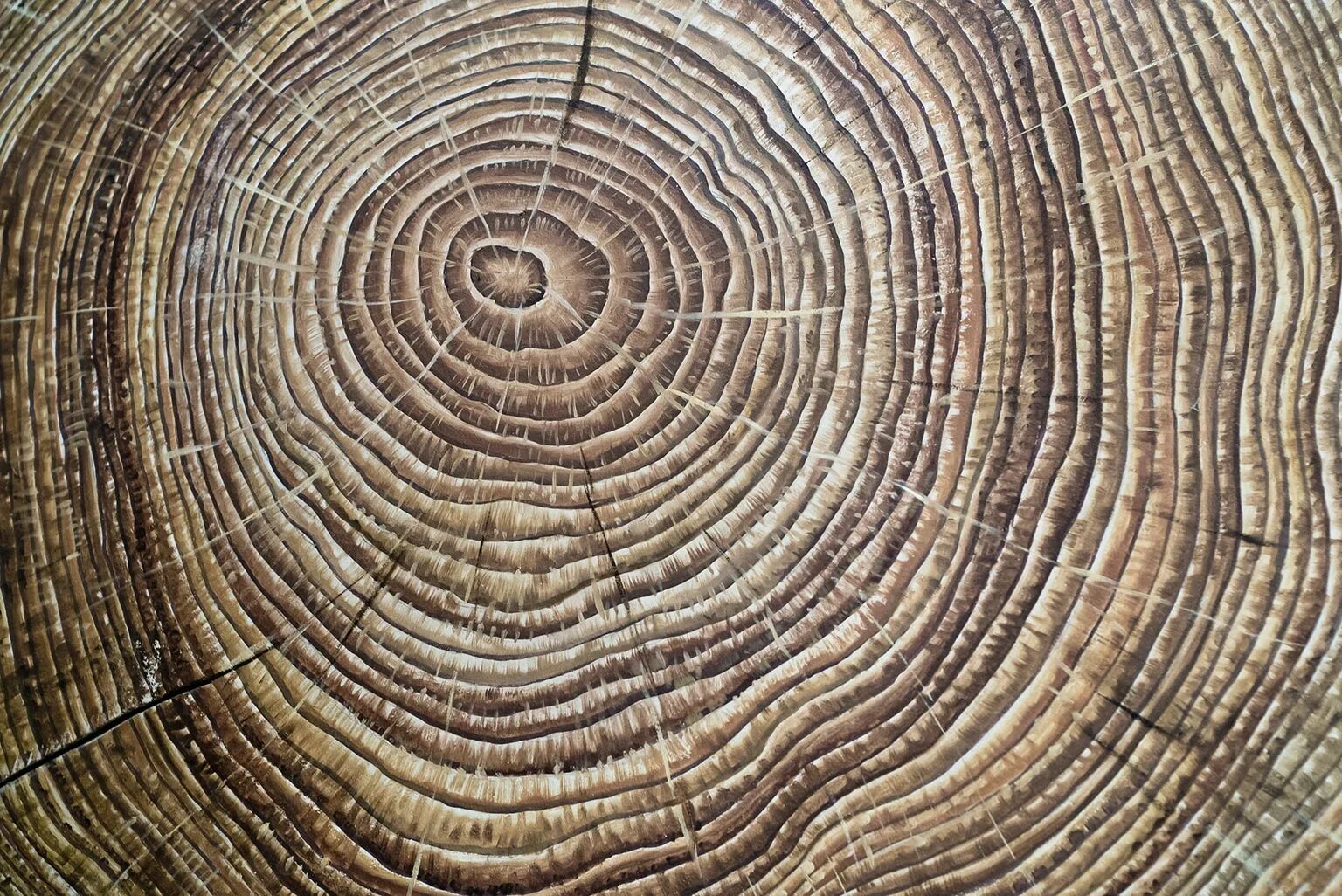 Годичные кольца древесины. Ткань годичных колец. Ткань годичных колец. Заболонь дерева. Кольца дерева.