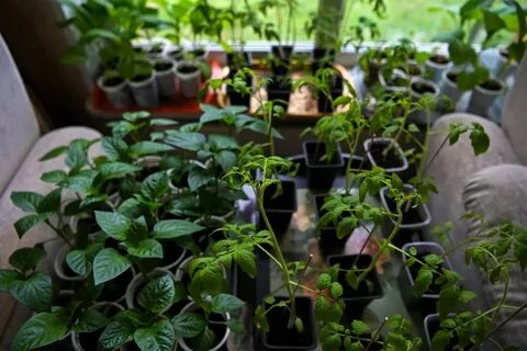 Какую рассаду сажают в декабре