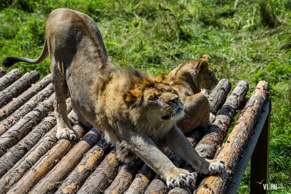 Сафари-парк геленджик. Солнечный остров краснодар зоопарк. Зоопарк сафари парк. Сафари парк краснодар. Краснодарский зоопарк сафари-парк египет.