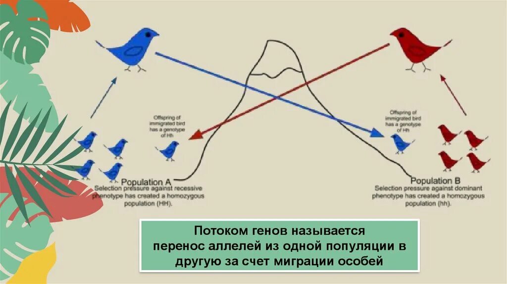 Миграция генов. Миграция популяции. Поток генов. Пример потока генов у человека. Изоляции миграции